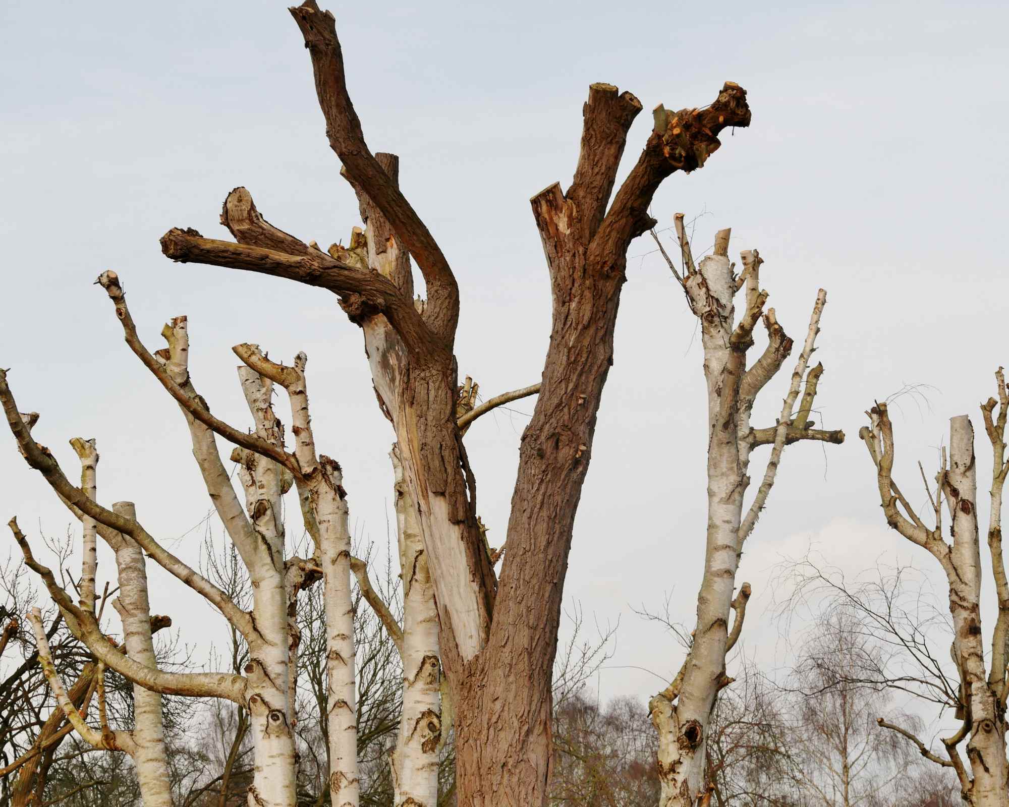 Expert en élagage je travaille avec précaution pour tailler les branches de ce magnifique chêne, préservant ainsi sa santé et son allure majestueuse.